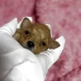 ティーカッププードル