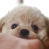 タイニープードル