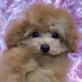 ティーカッププードル