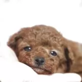 ティーカッププードル