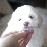 トイプードル(トイ)