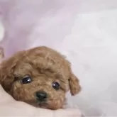 タイニープードル