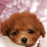 ティーカッププードル【香川県・男の子・2025年9月22日・レッド】の写真1