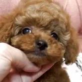 タイニープードル