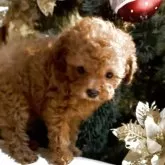 ティーカッププードル【香川県・男の子・2025年9月22日・レッド】の写真3