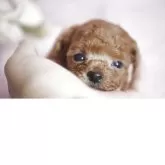 ティーカッププードル【香川県・男の子・2025年9月22日・レッド】の写真6