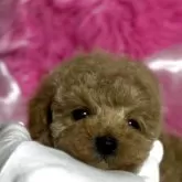 トイプードル(トイ)【香川県・男の子・2025年2月1日・アプリコット】の写真9