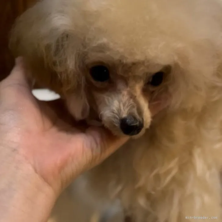 ID：2305-02249の子犬