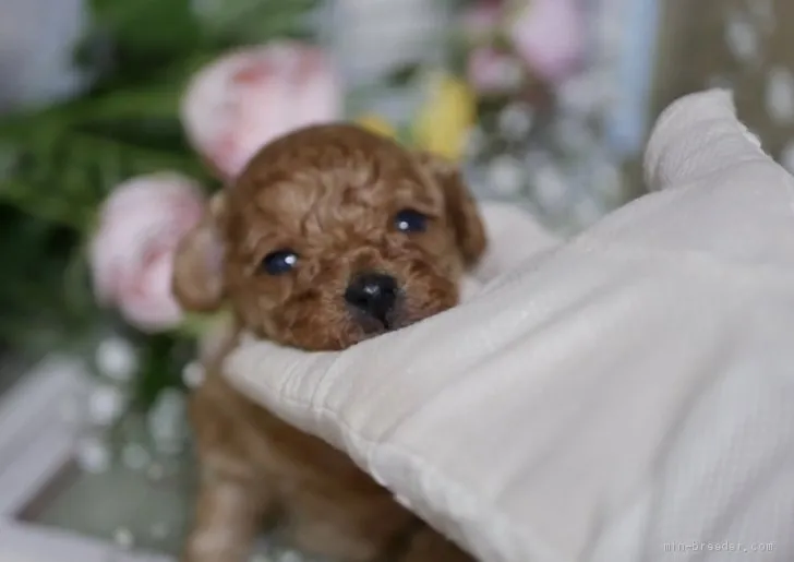 ID:2008-01346の子犬