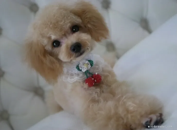 ID：2105-02881の子犬