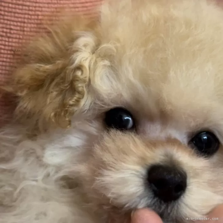 sn 様のお迎えした子犬