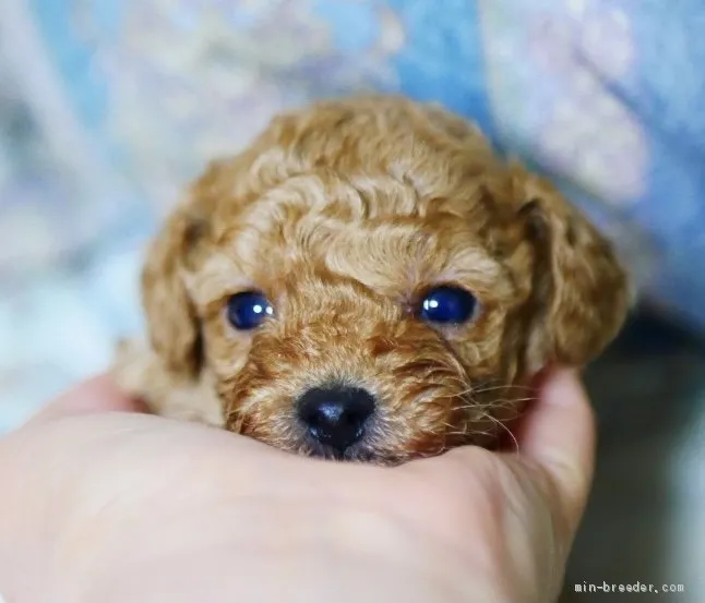 ID:2102-01634の子犬