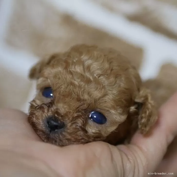 ID:2403-00891の子犬