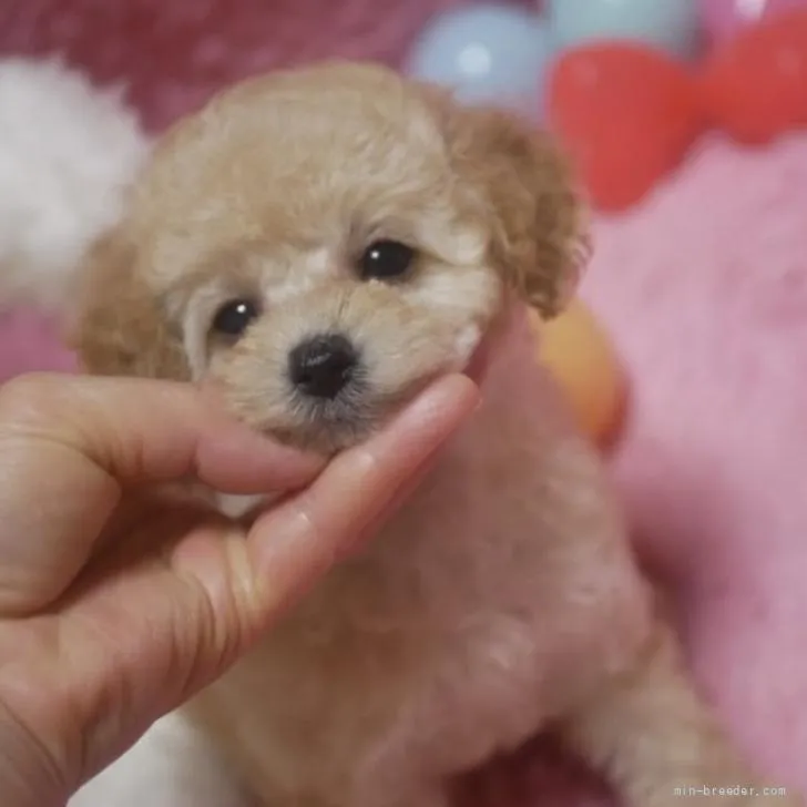 ID：2205-01615の子犬