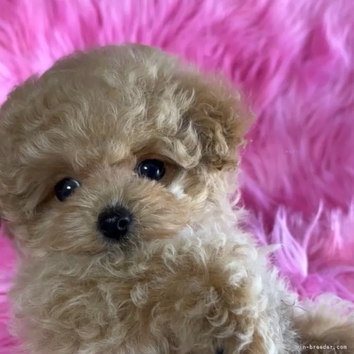 ID:2403-02840の子犬