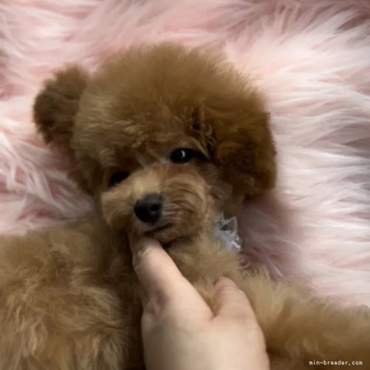 ID：2303-00624の子犬