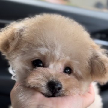 トイプードル(ティーカップ)【香川県・女の子・2023年2月3日・クリーム】の写真「透明感のある繊細な被毛❤️お目々もまん丸❤️」