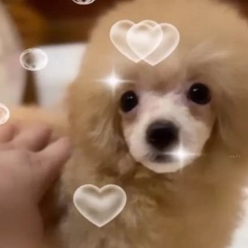 トイプードル(トイ)【香川県・男の子・2024年5月30日・クリーム】の写真「🌸のんびり王子🌸連休特別価格💐」
