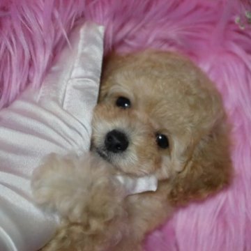 トイプードル(トイ)【香川県・男の子・2023年6月14日・クリーム】の写真「爽やか王子❤️」