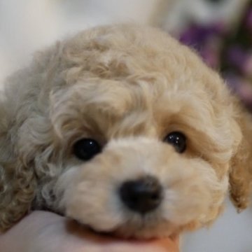 トイプードル(トイ)【香川県・男の子・2023年2月14日・クリーム】の写真「骨格、毛量ともにパーフェクト💯欠点なしです✌️」