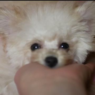 トイプードル(ティーカップ)【香川県・女の子・2022年7月17日・ホワイト】の写真「透明感あふれる可愛いさ✨✨✨❤️」