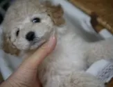 トイプードル(トイ)【香川県・男の子・2021年12月8日・クリーム】の写真5「抜群毛量　質感も素晴らしいです✨✨」