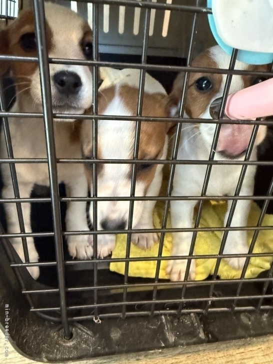 原光一ブリーダーのブログ：ジャスミンな子供達のワクチンに行ってきました。