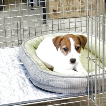 ジャックラッセルテリア【埼玉県・男の子・2025年9月25日・ホワイト&タン(短めのブロークン)】の写真「小さめの男の子」