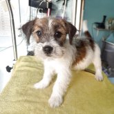 ジャックラッセルテリア