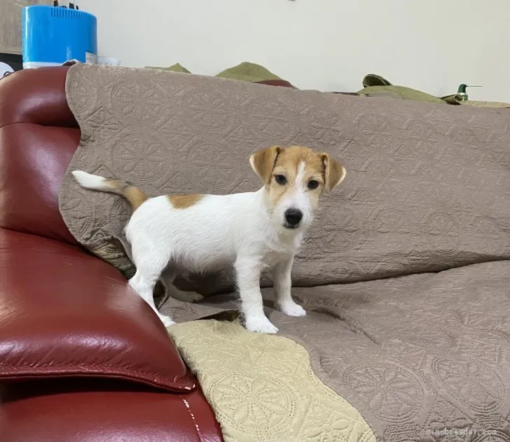 ID:2108-00245の子犬