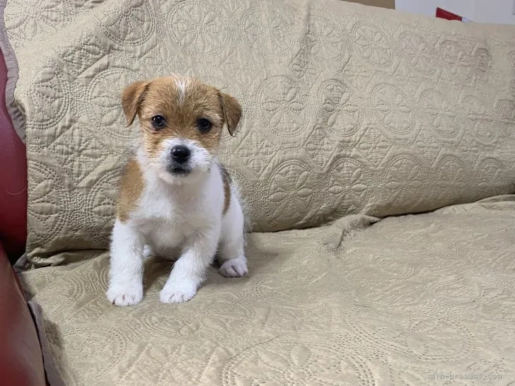ID:2202-00933の子犬