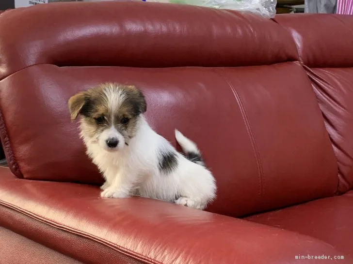 ID：1905-00168の子犬