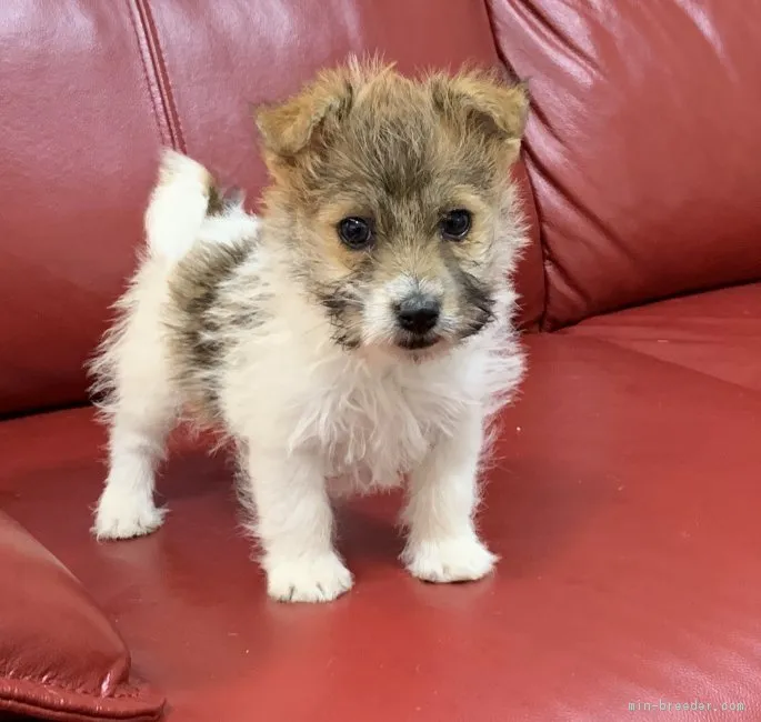ID:1903-00355の子犬