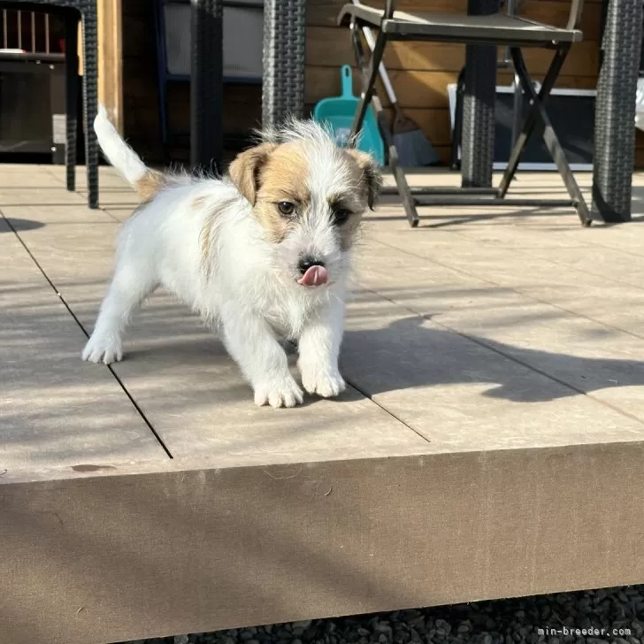 ID:2401-04434の子犬