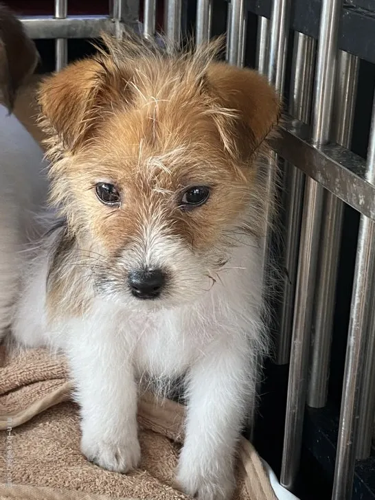 ID:2112-00814の子犬