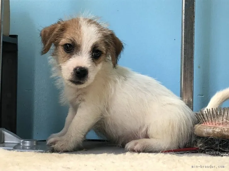 ID：1810-00086の子犬