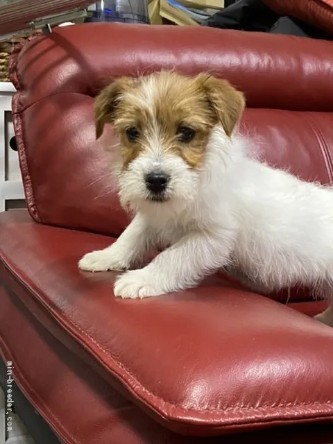 ID：2001-02292の子犬