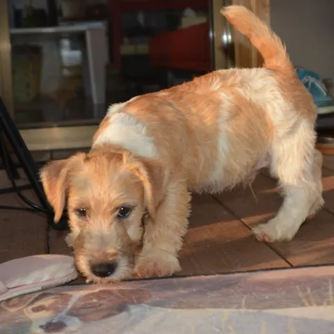 ID：1604-01072の子犬