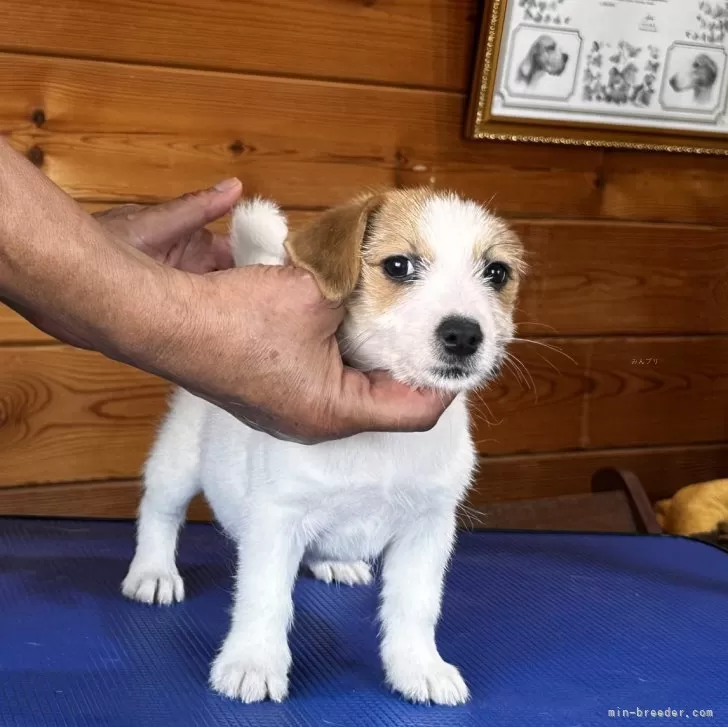 JACKOYABIN 様のお迎えした子犬