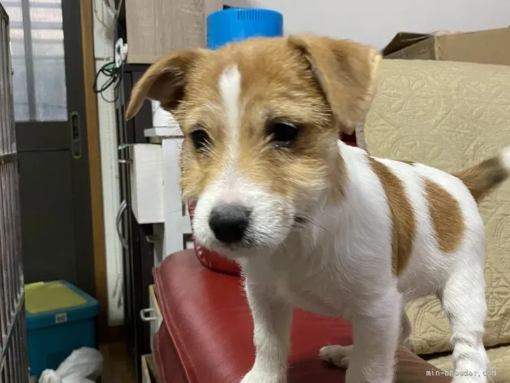 ID:2201-02423の子犬