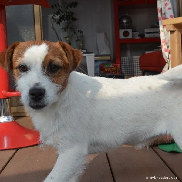 ID：1510-01770の子犬