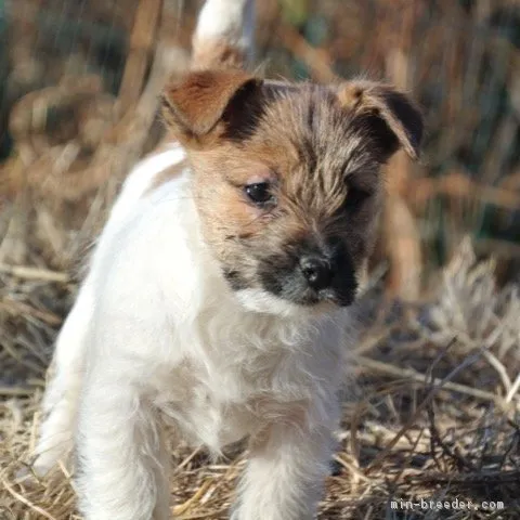 mmmkhn 様のお迎えした子犬