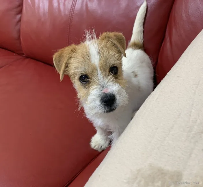 ID：1902-00398の子犬