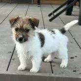 ジャックラッセルテリア【埼玉県・女の子・2023年10月21日・ホワイト&タン】の写真1