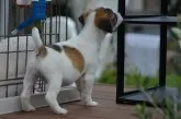 ジャックラッセルテリア【埼玉県・女の子・2015年9月19日・ホワイト&タン】の写真3