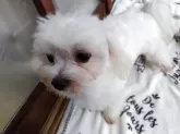 マルチーズ【栃木県・男の子・2024年9月2日・ホワイト】の写真6