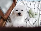 マルチーズ【栃木県・男の子・2024年9月2日・ホワイト】の写真4