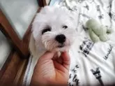 マルチーズ【栃木県・男の子・2024年9月2日・ホワイト】の写真5