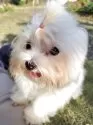 マルチーズ【栃木県・女の子・2025年6月8日・ホワイト】の写真2