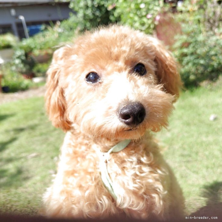 ブリーダー画像